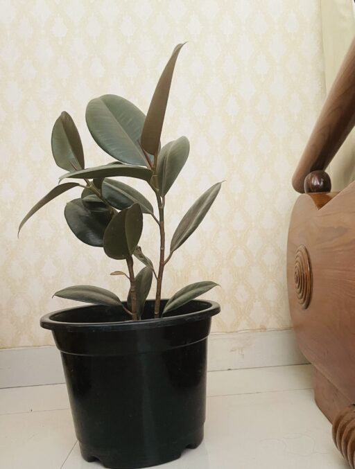 Rubber Plant/ Ficus Elastica
