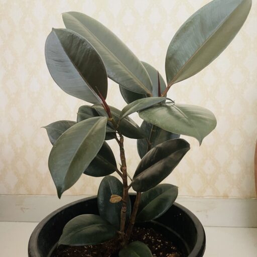Rubber Plant/ Ficus Elastica