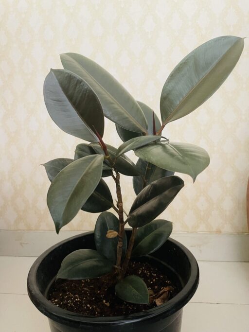 Rubber Plant/ Ficus Elastica