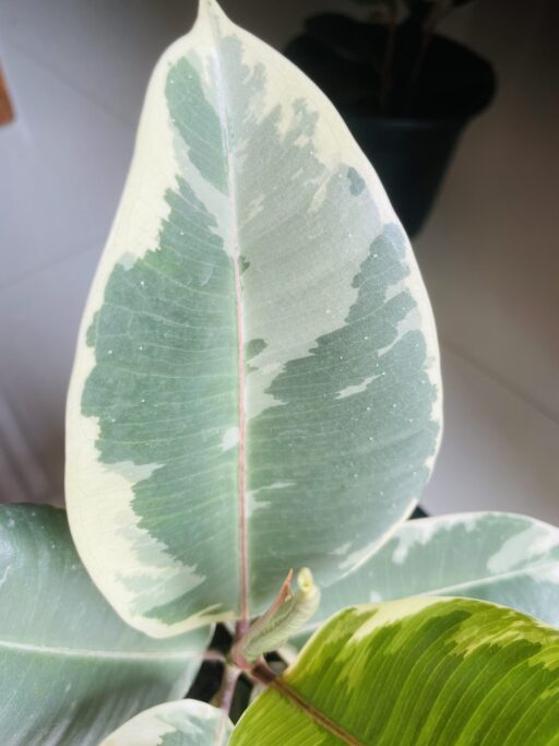 Variegated Rubber Plant/ Ficus Elastica