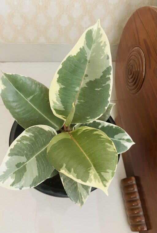 Variegated Rubber Plant/ Ficus Elastica