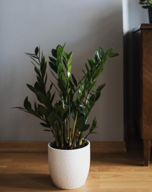 Zamioculcas Zamiifolia – ZZ Plant Large