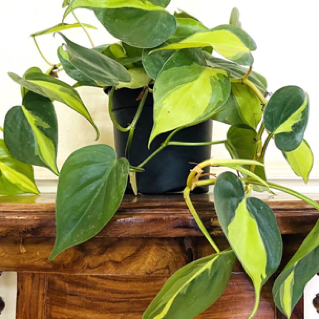 low Maintenance plants