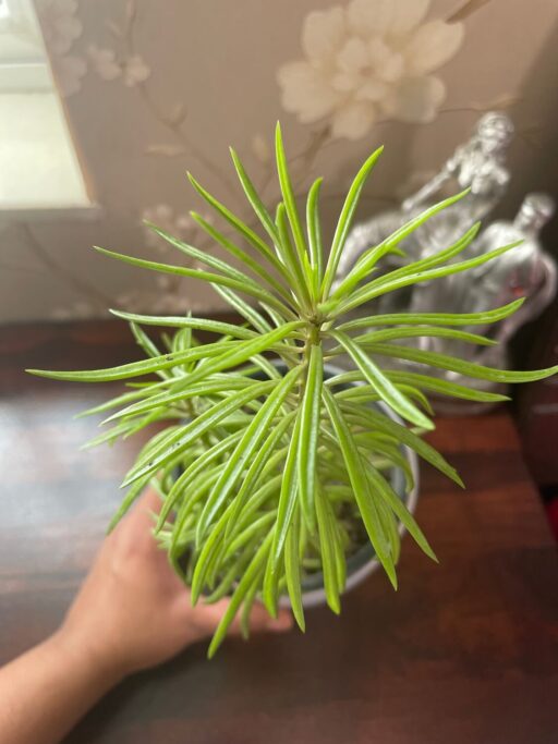 Senecio Himalaya Plant