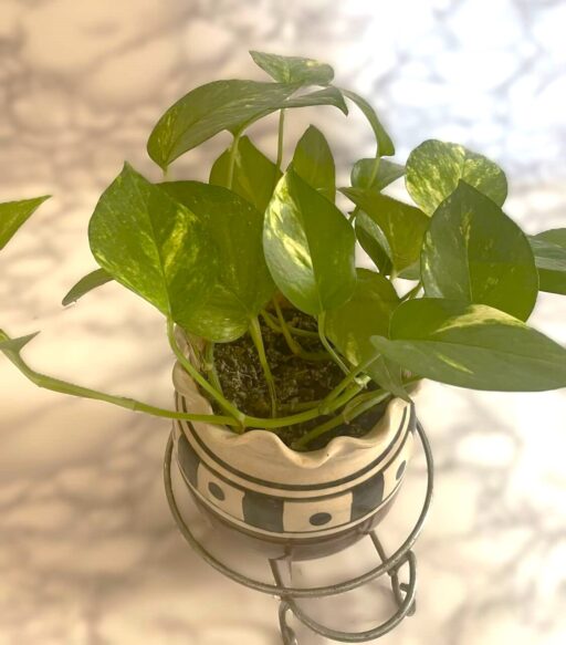 Golden Pothos / Money Plant