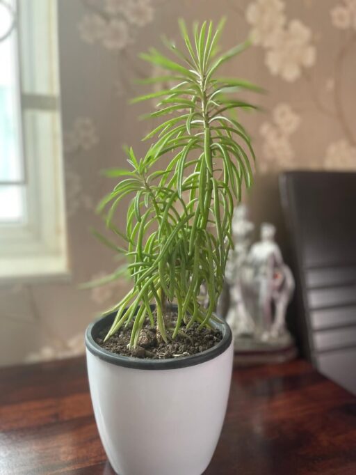 Senecio Himalaya Plant