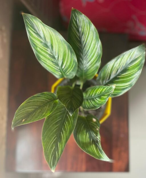 Calathea Ornata