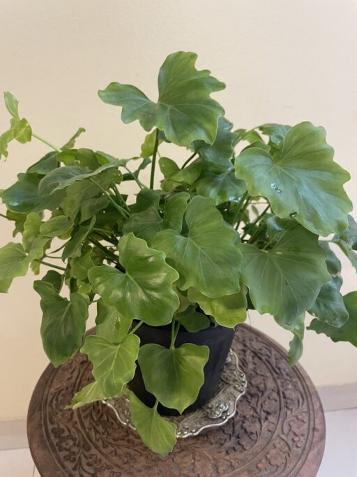 Philodendron Shangri la