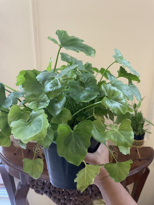 Philodendron Shangri la indoor Plant buy online from bnbplants