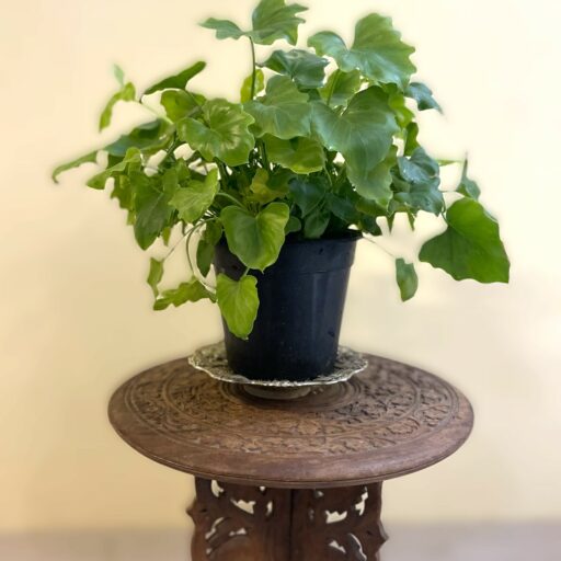 Philodendron Shangri la