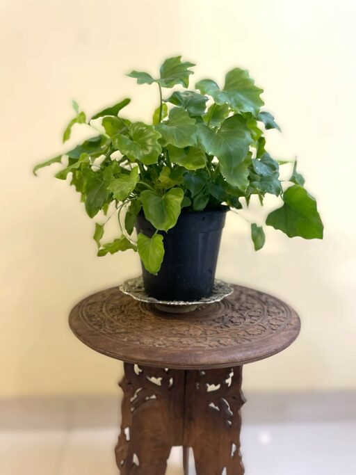 Philodendron Shangri la