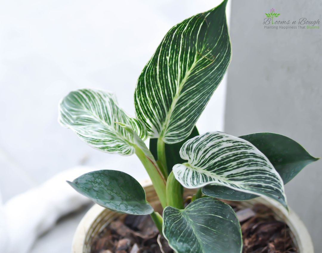 Buy online Philodendron Birkin Plant