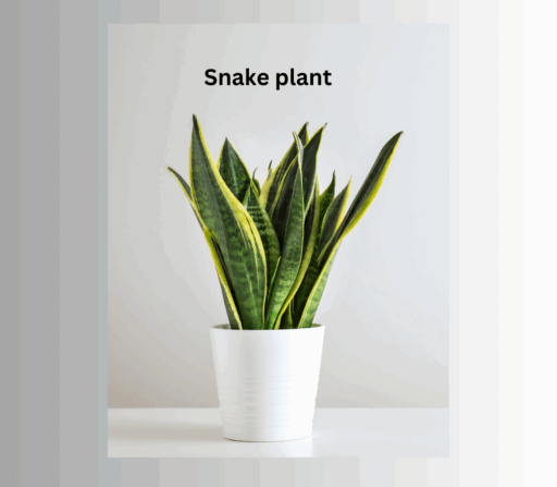 BNB Monthly Double Bundle Greenery