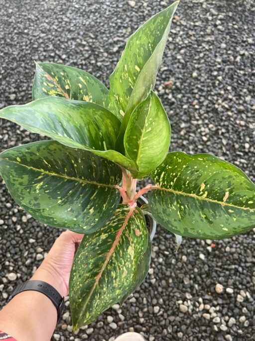 Aglaonema Butterfly Plant