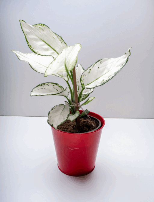 Aglaonema Super White