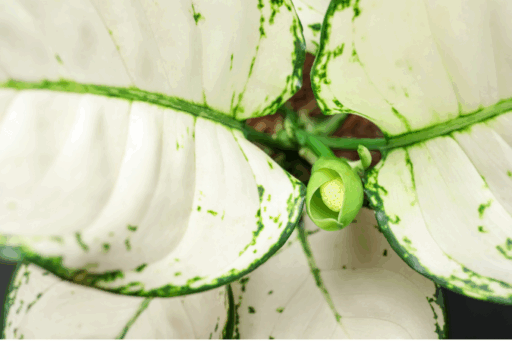 Aglaonema Super White