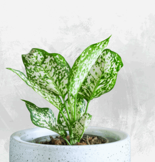 Aglaonema Snow White