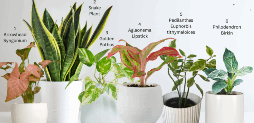 BNB Monthly Double Bundle Greenery