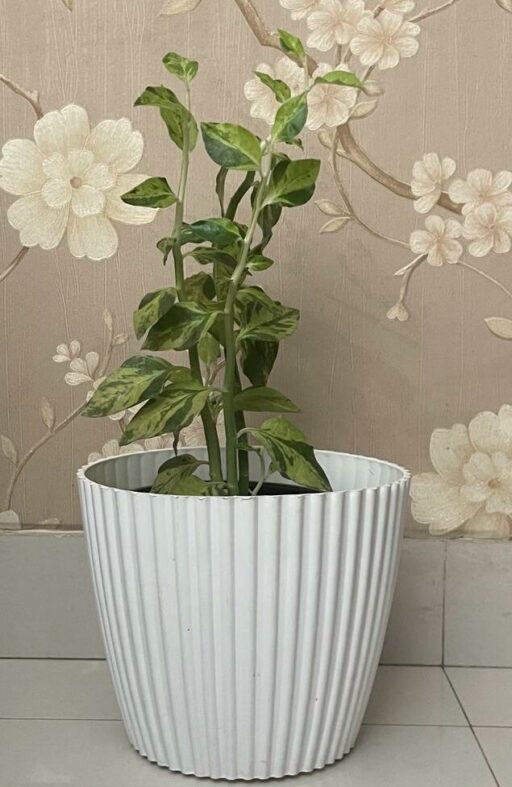 Devils Backbone – Euphorbia tithymaloides