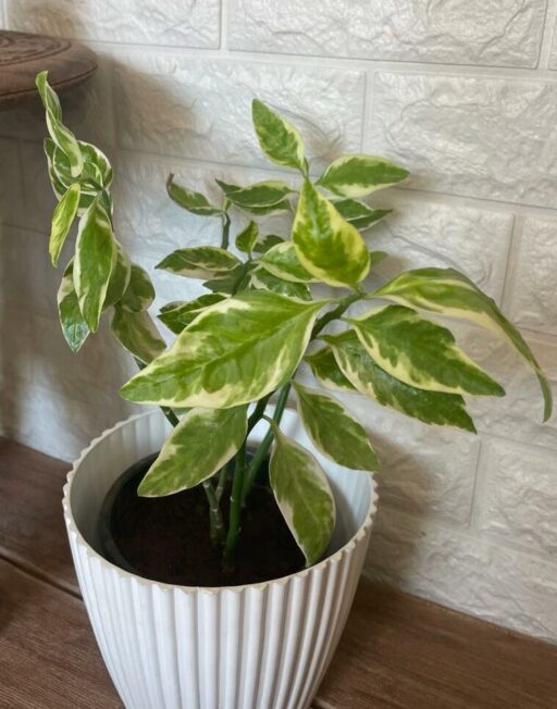 Devil’s Backbone – Euphorbia tithymaloides