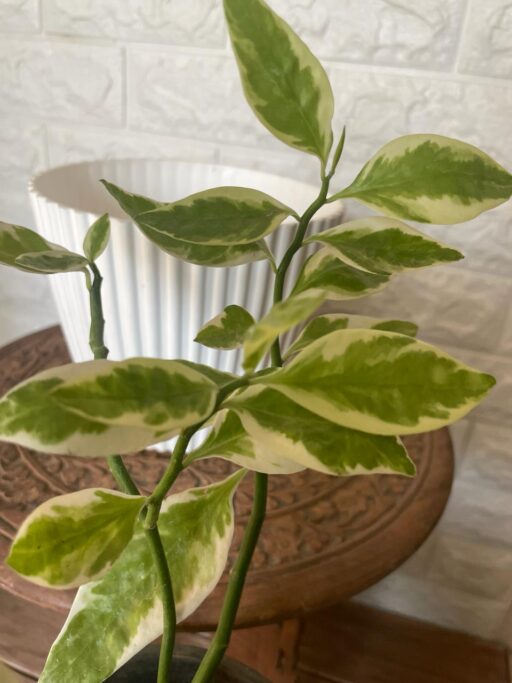 Devil’s Backbone – Euphorbia tithymaloides