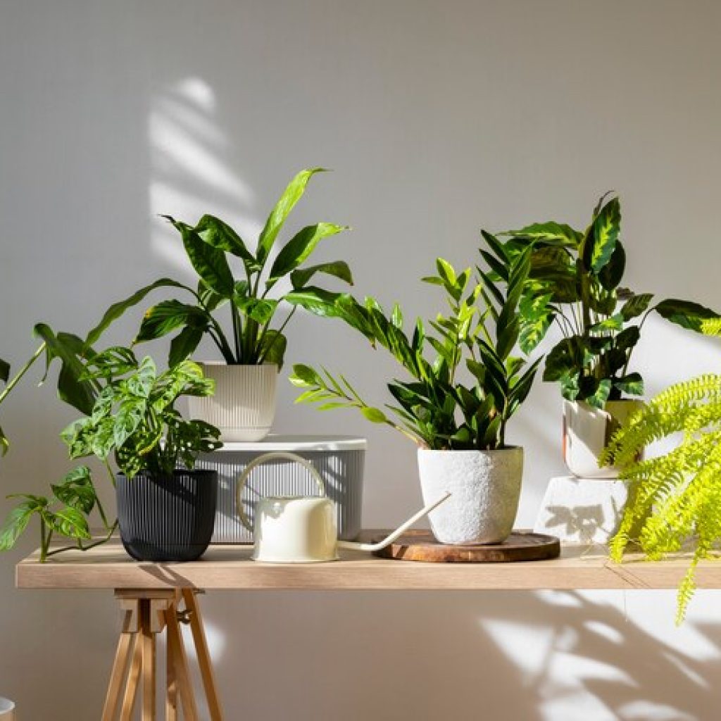 buy online plant
