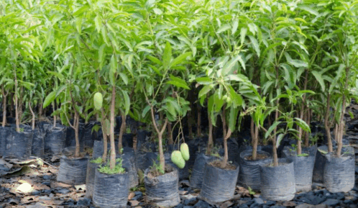 Mango tree sapling