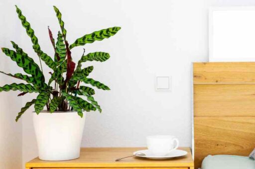 Calathea Rattlesnake Plant