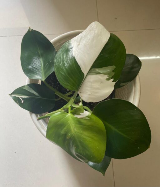 Philodendron White Princess