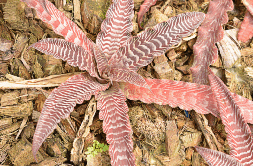 Bromeliad Cryptanthus zonatus