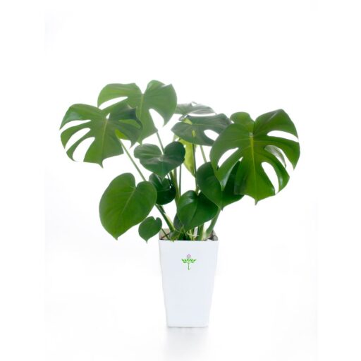 Monstera deliciosa Large Size