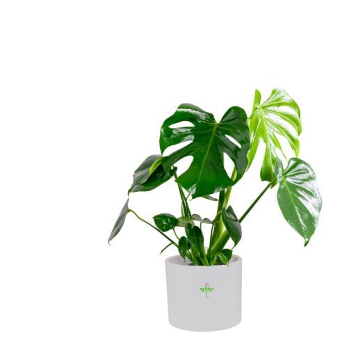 Monstera deliciosa Large Size