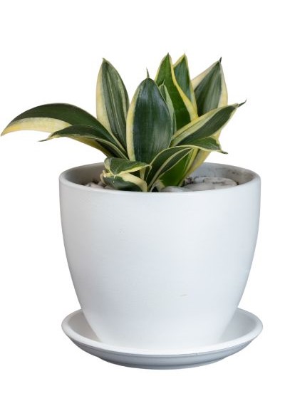 Shop Online Sansevieria trifasciata Laurentii Dwarf from bnbplants