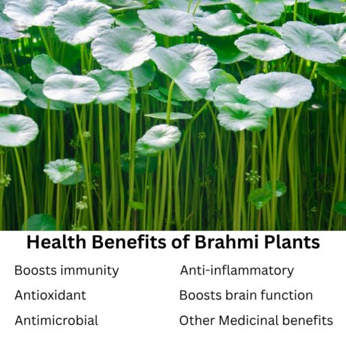 Buy Brahmi plant with high medicinal benefits.
