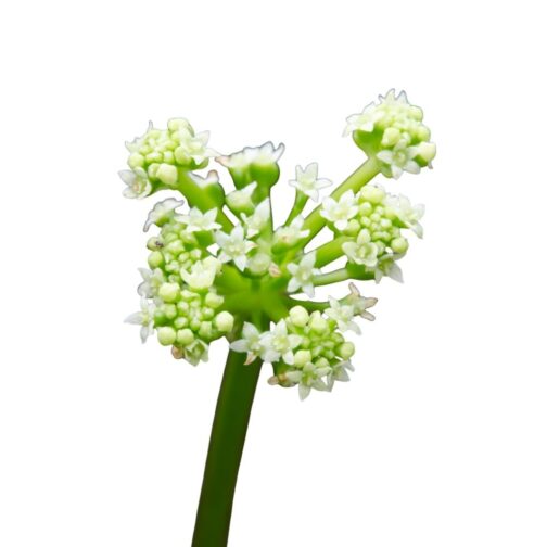 Buy Brahmi plant with high medicinal benefits.