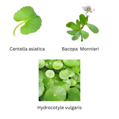Buy Brahmi plant with high medicinal benefits.