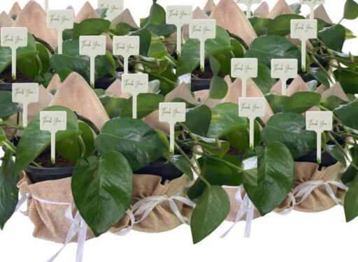 Bulk Gifts – Set of 20 Golden Pothos