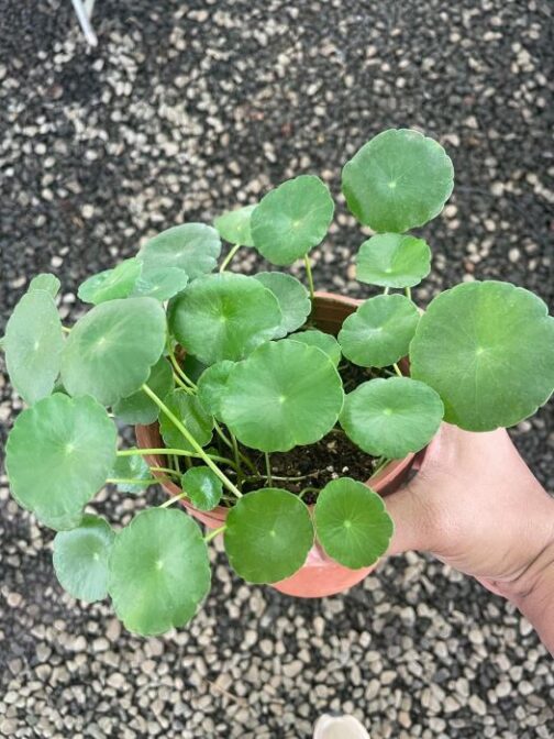Indian Pennywort (Brahmi) Plant with lush green, coin-shaped leaves is a great low maintenance plant to have for its looks and benefits