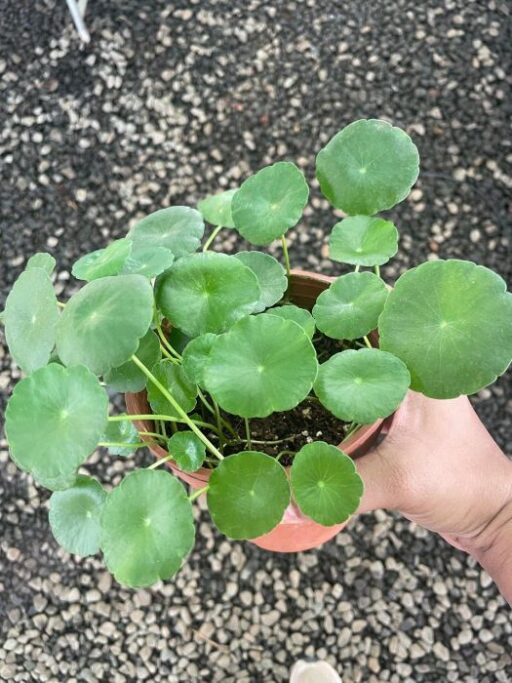 Brahmi | Indian Pennywort | Coin Plant