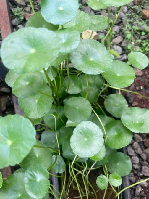 Indian Pennywort (Brahmi) Plant with lush green, coin-shaped leaves is a great low maintenance plant to have for its looks and benefits