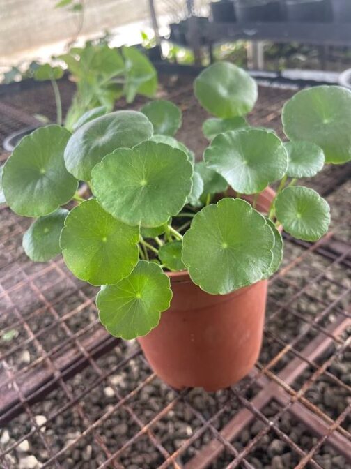 Indian Pennywort (Brahmi) Plant with lush green, coin-shaped leaves is a great low maintenance plant to have for its looks and benefits