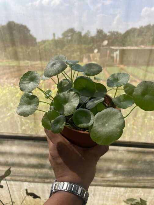 Indian Pennywort (Brahmi) Plant with lush green, coin-shaped leaves is a great low maintenance plant to have for its looks and benefits