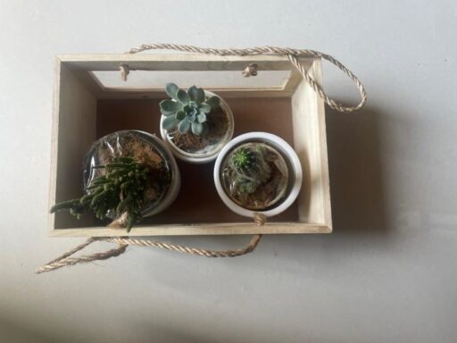 Plants Gift Set of 3