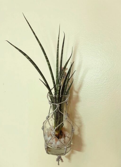 Wall hanging glass planter with Sansevieria Fernwood Mikado