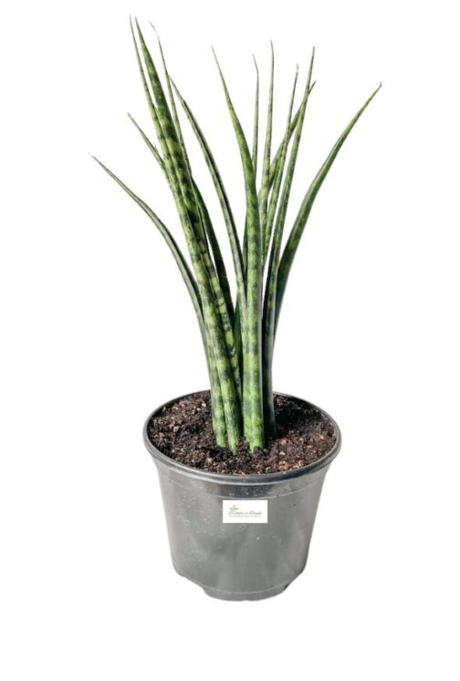 Sansevieria Fernwood Mikado with slender cylindrical leaves in a black grow pot.