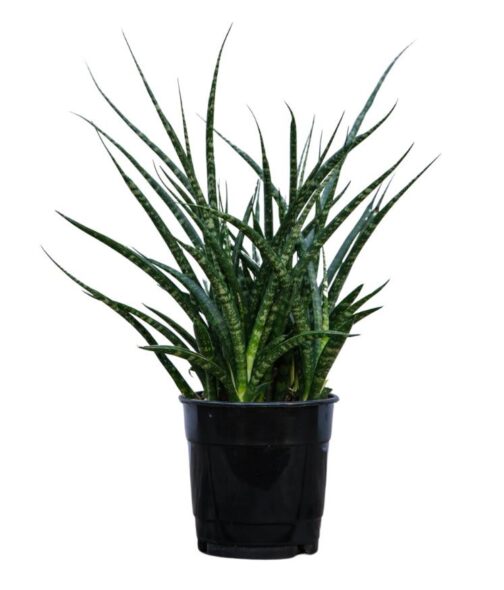 Sansevieria Fernwood Mikado with slender cylindrical leaves in a black grow pot.
