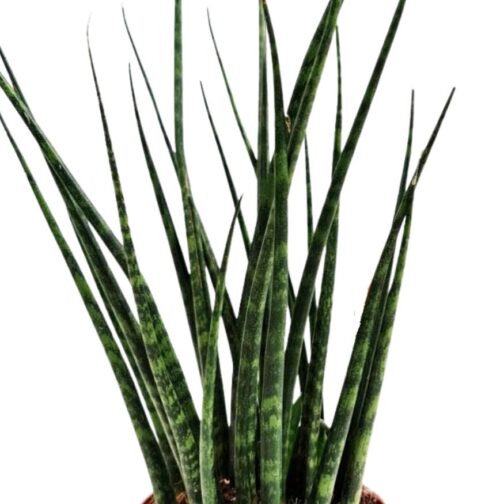 Sansevieria Fernwood Mikado with slender cylindrical leaves in a black grow pot.