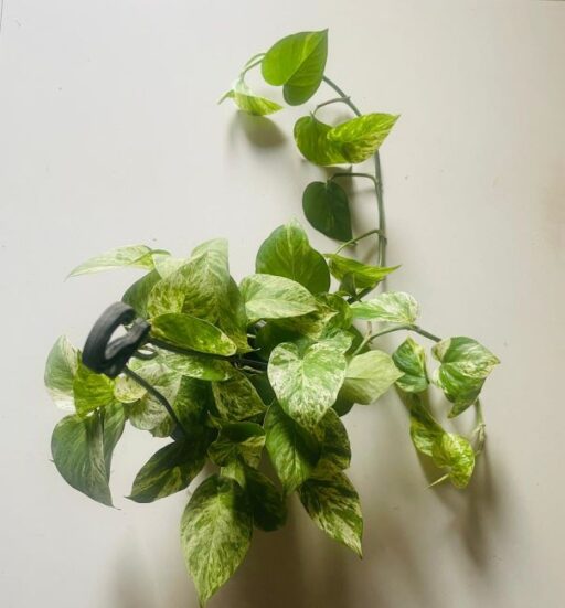 Marble Pothos