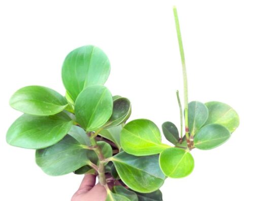 Peperomia obtusifolia Green
