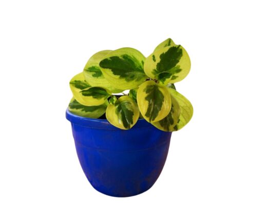 Peperomia obtusifolia Variegated